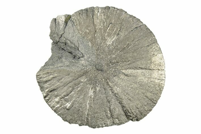 Radiant Pyrite Sun - Sparta, Illinois #342523